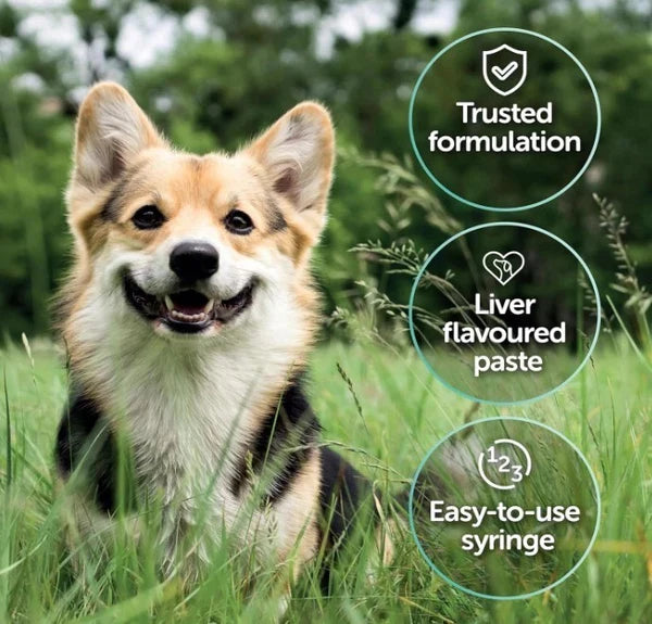 Protexin Veterinary Pro-Kolin Advanced Paste for Dogs Advanced for Dogs, 60 ml